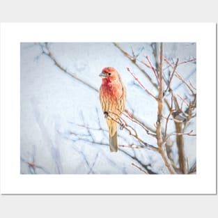 Backyard House Finch Painterly Posters and Art